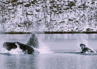 Wildlife-Tour-Gallery-3