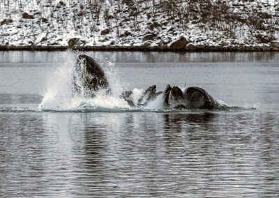 Wildlife-Tour-Gallery-4