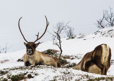 Wildlife-Tour-Gallery-8