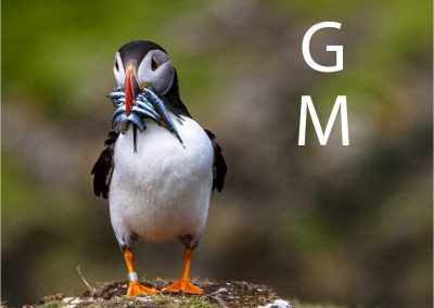GMPUFFIN