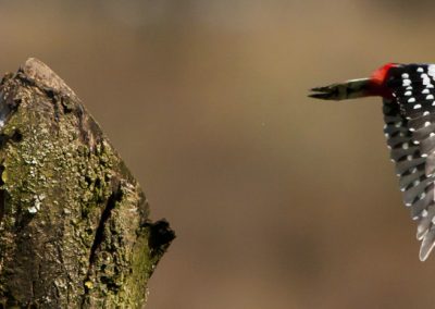 Greater Spotted Woodpecker