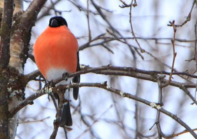 bf1042