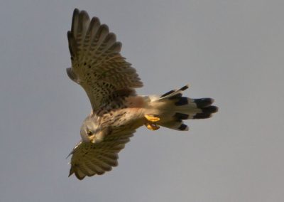 kestral hovering copy